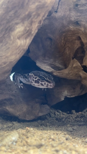 leoparden geckos Bild 3