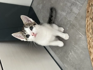 Katzenbaby 13 Wochen alt, Kinder gewohnt & Stubenrein!