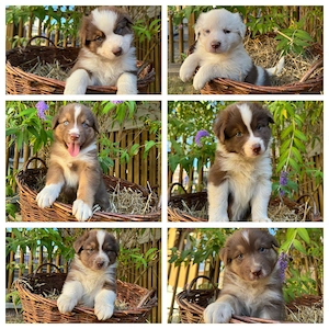 Australian Shepherd Welpen suchen ein liebevolles Zuhause