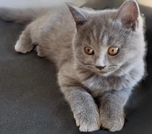 Abholbereit Katzenbabys, Britisch Kurzhaar babykatzen, Kitten 
