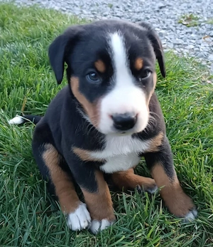 Appenzeller Sennenhund Welpen 