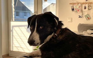 Percy sucht seine Menschen Bild 2