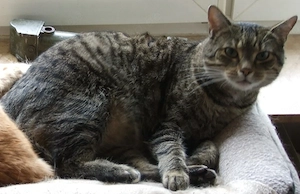 Kater, braun getigert vermisst in 74532 Eckartshausen