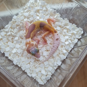 Leopardgecko Raptor Weibchen Bild 2