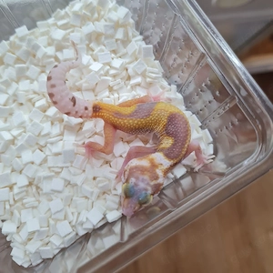Leopardgecko Raptor Weibchen Bild 3