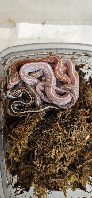 Kornnatter NZ 26,Anery Palmetto, Blizzard, Palmetto, Mandarin, Bloodred Pied sided, Anery, Classic 