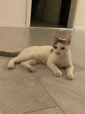 Kitten Hauskatze