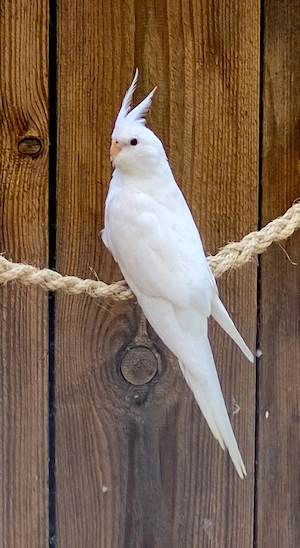Nymphensittiche  Bild 4