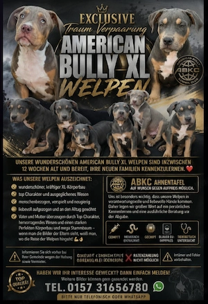 American Bully welpen der Extraklasse 