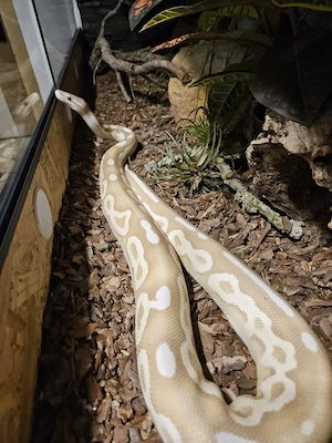 0.1 Banana Cinnamon Mojave 2021