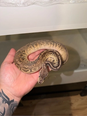 1.0 Königspython DH Clown Piebald 