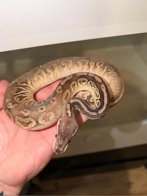 1.0 Pewter oder Black Pewter Pos Gravel oder YB DH Clown Piebald 