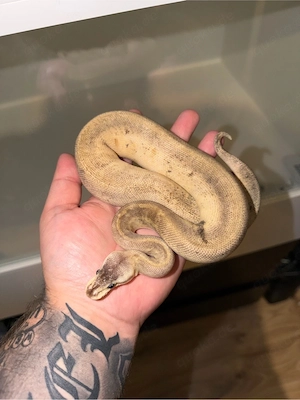 0.1 Königspython DH Clown Piebald