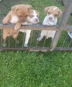 pincher jack rassel welpen  Bild 3