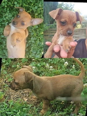 pincher jack rassel welpen  Bild 4