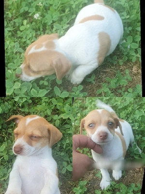 pincher jack rassel welpen  Bild 2