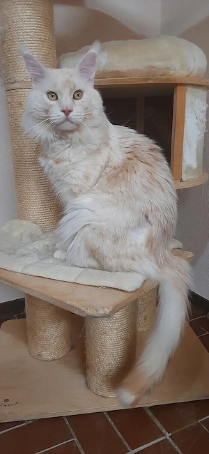 Maine Coon red silver shaded Kater