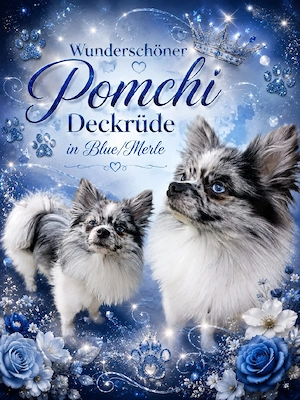 Wunderschöner Pomchi Deckrüde in Blue Merle (Kein Verkauf) !