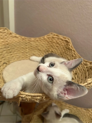 Siam Kitten Weibchen abgabebereit 