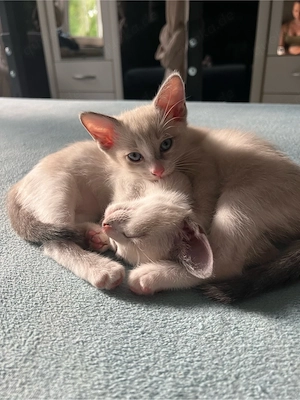Siam Kitten ab jetzt abgabebereit 