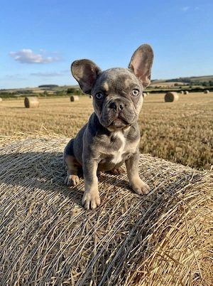 Emy Bully sucht neue Familie 