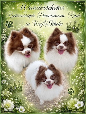 Wunderschöner Pomeranian Deckrüde in Weiß Schoko 