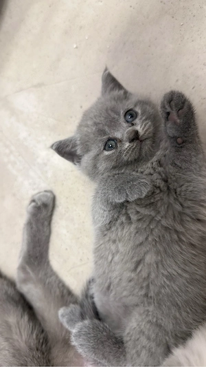 Britisch Kurzhaar Kitten 