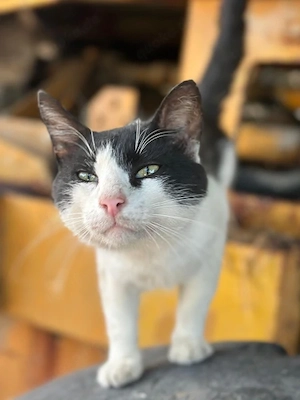 Herr Flecki, geb. ca. 07 2024, lebt in GRIECHENLAND, auf einer privaten Pflegestelle Bild 9