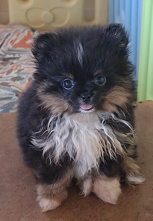 hübsches Pomchi Mädchen abzugeben