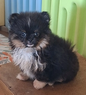 hübsches Pomchi Mädchen abzugeben