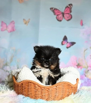hübsches Pomchi Mädchen abzugeben