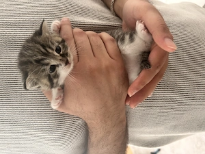 Kitten in liebevolle Hände abzugeben 
