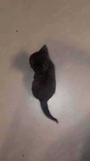 Katzen zu verkaufen(erst ab den 05.09.2026)