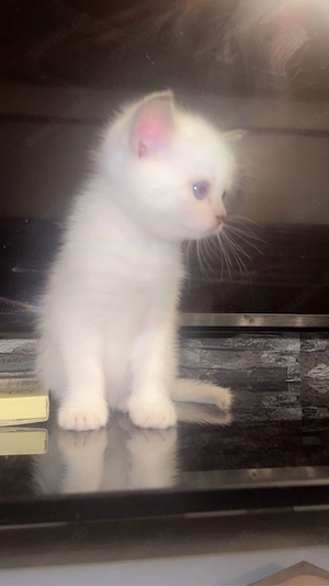Katze zu verkaufen(erst ab den 05.09.2026