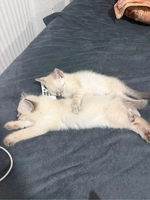 kate une katze