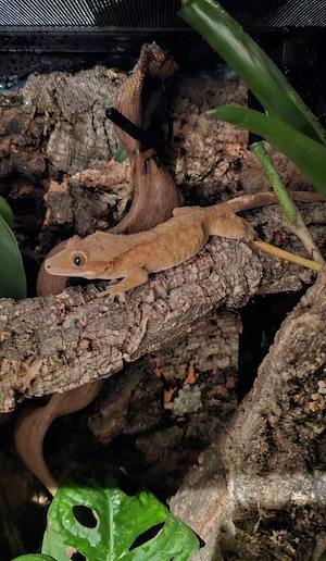 Wunderschöner Kronengecko (Correlophus ciliatus) wegen Zeitmangel abzugeben (Männchen)