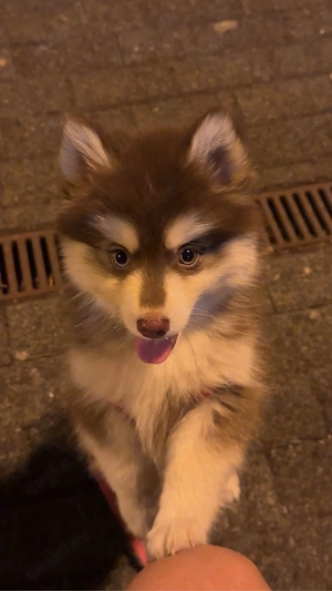    Süße Husky-Hündin, 6 Monate alt   
