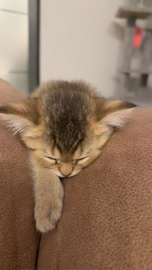 Abgabebereit Wundervoller BKH Kitten abzugeben Bild 2