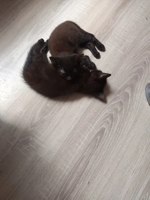 katzenbaby 