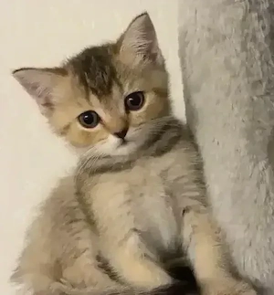 Wunderschöne BKH Kitten sucht ein Zuhause