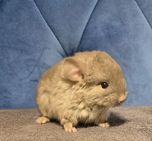Chinchilla Babys suchen Dich ! 