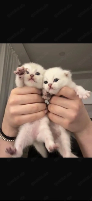 Kitten zu Verkaufen!!!