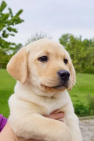 Labradorwelpe 