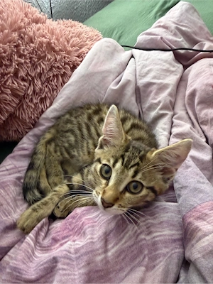 kitten männchen abzugeben 