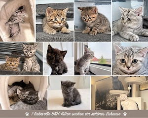 7 liebevolle BKH-Kitten suchen ein schönes Zuhause     