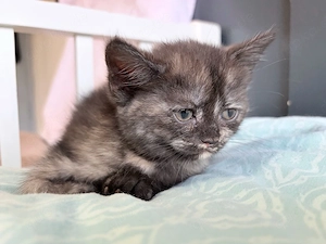 7 liebevolle BKH-Kitten suchen ein schönes Zuhause     