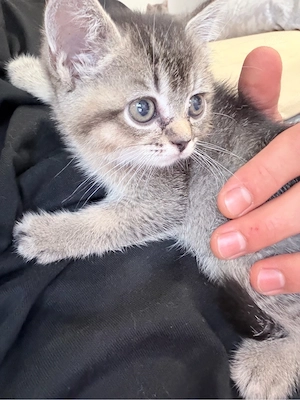 liebevoller Männlicher BKH-Kitten sucht ein schönes Zuhause     