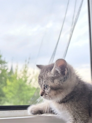 7 liebevolle BKH-Kitten suchen ein schönes Zuhause     