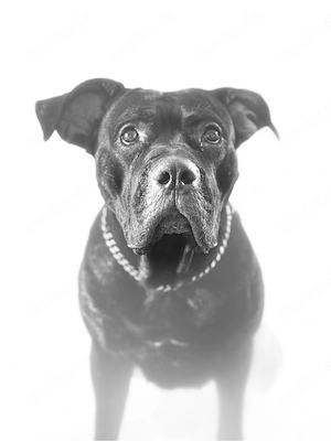 cane corso hündin 