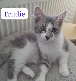 Lucie und Trudie Zuhause mit Freigang gesucht # Tierschutz 
